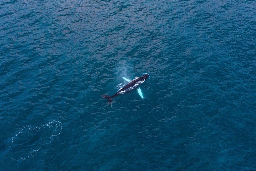 Húsavík: Big Whales and Puffin Island Speedboat Tour - Searching Skjálfandi Bay for whales