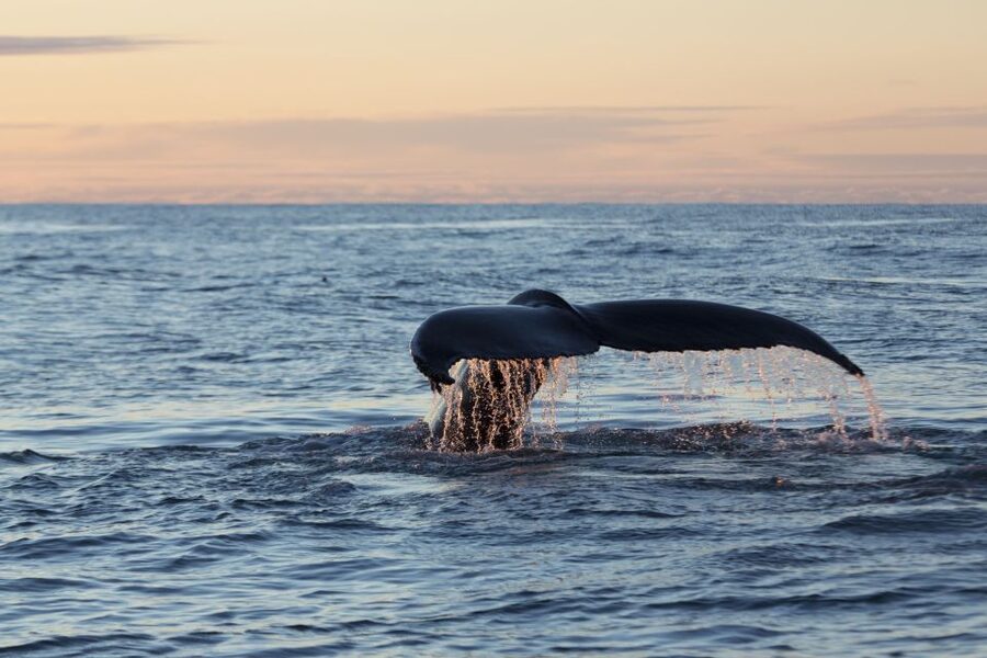 Húsavík: Big Whales and Puffin Island Speedboat Tour - Tjörnes Peninsula and the scenery between sightings