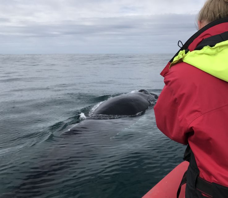 Húsavík: Big Whales and Puffin Island Speedboat Tour - What the two-hour duration really means
