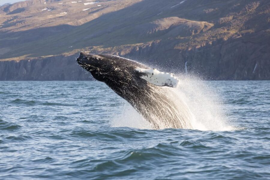 Húsavík: Big Whales and Puffin Island Speedboat Tour - Cold-weather gear and the comfort question