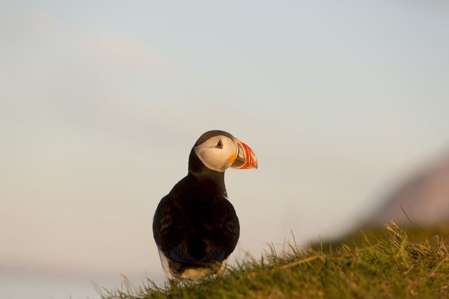 Húsavík: Big Whales and Puffin Island Speedboat Tour - Is $198 a fair price?