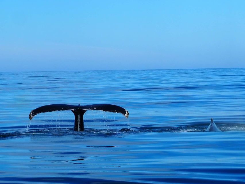 Húsavík: Big Whales and Puffin Island Speedboat Tour - From Hafnarstétt 11 to the open bay
