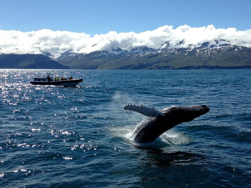 Húsavík: Original Big Whale Safari & Puffins by Speedboat - FAQ