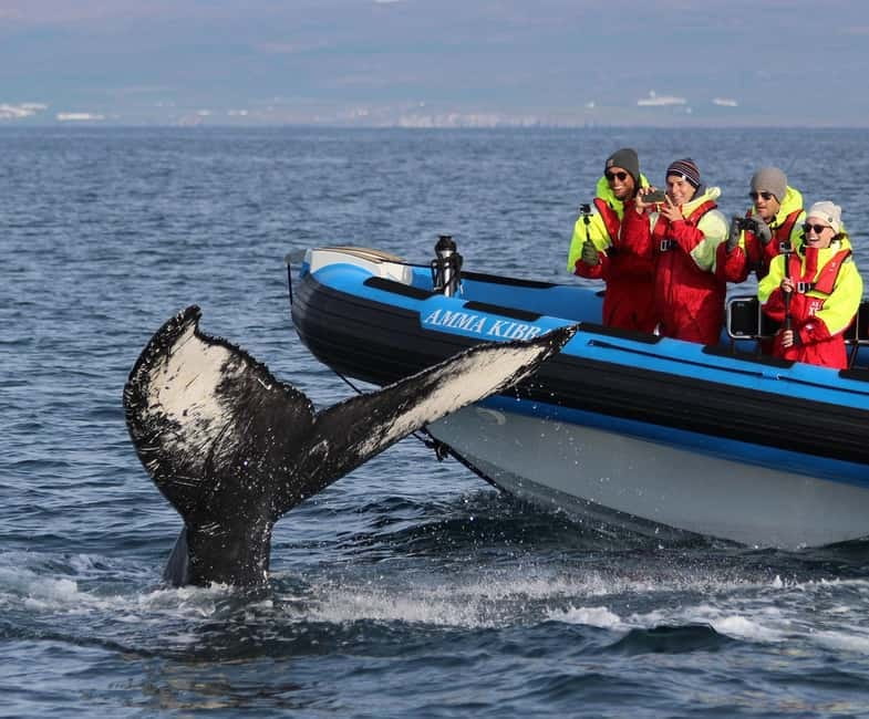 Húsavík: Original Big Whale Safari & Puffins by Speedboat - Why the RIB makes a difference in Skjálfandi Bay