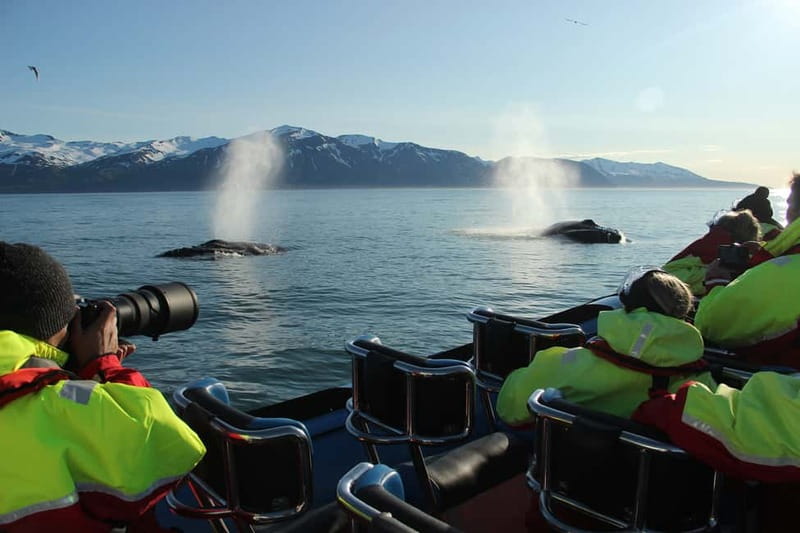 Húsavík: Original Big Whale Safari & Puffins by Speedboat - Puffin Island between April 15 and August 15