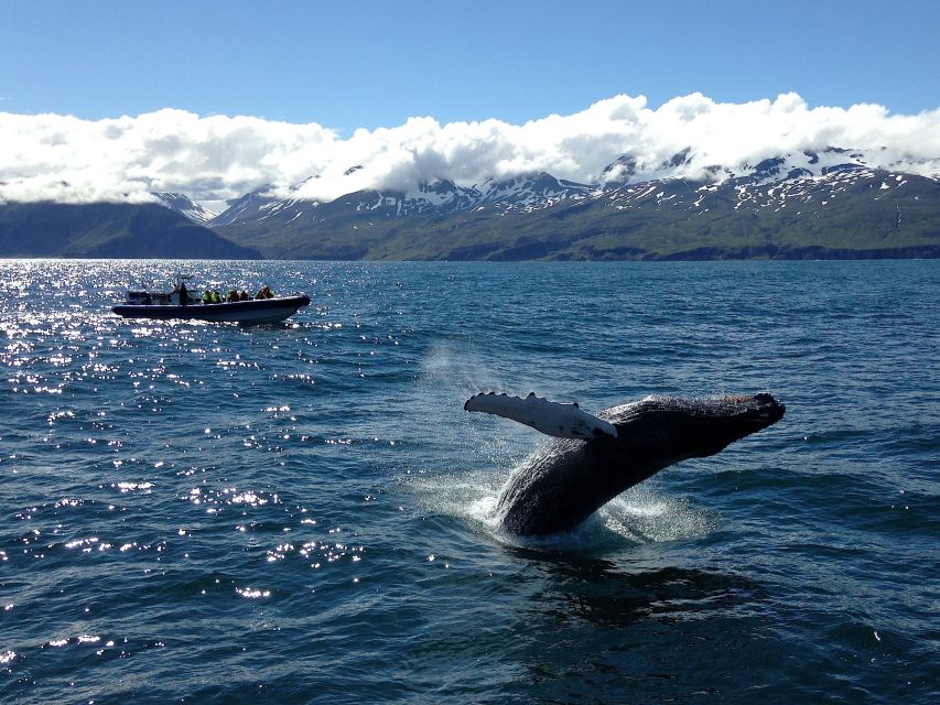 Húsavík: Original Big Whale Safari & Puffins by Speedboat - Searching for humpbacks, blue whales, and dolphins