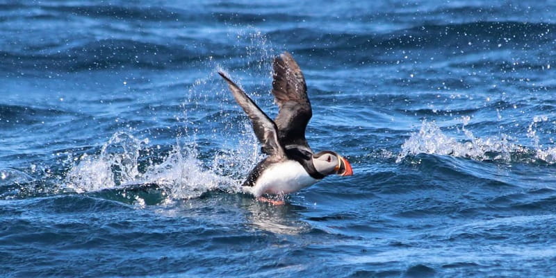 Húsavík: Original Big Whale Safari & Puffins by Speedboat - What two hours on the RIB really feels like
