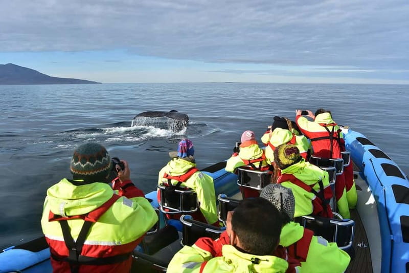 Húsavík: Original Big Whale Safari & Puffins by Speedboat - Guides, captains, and the value of local knowledge