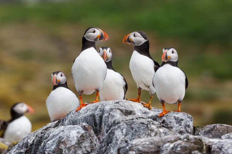 Húsavík: Original Big Whale Safari & Puffins by Speedboat - Price and value at $175