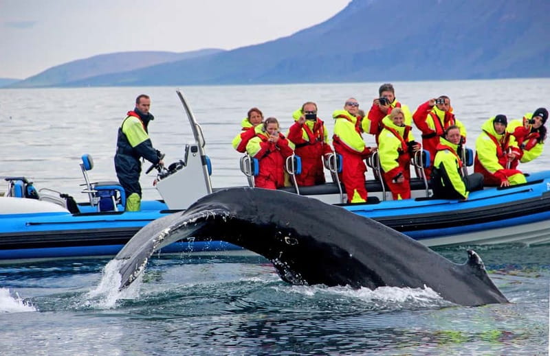 Húsavík: Original Big Whale Safari & Puffins by Speedboat - The 40-minute start in Húsavík
