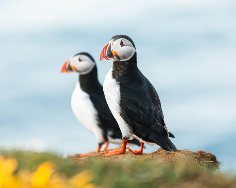 Húsavík: Whale-Watching Cruise and Puffins Guided Tour - Key points to know before sailing
