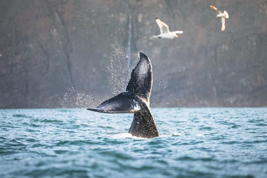 Húsavík: Whale-Watching Cruise and Puffins Guided Tour - Should you book this North Sailing cruise?