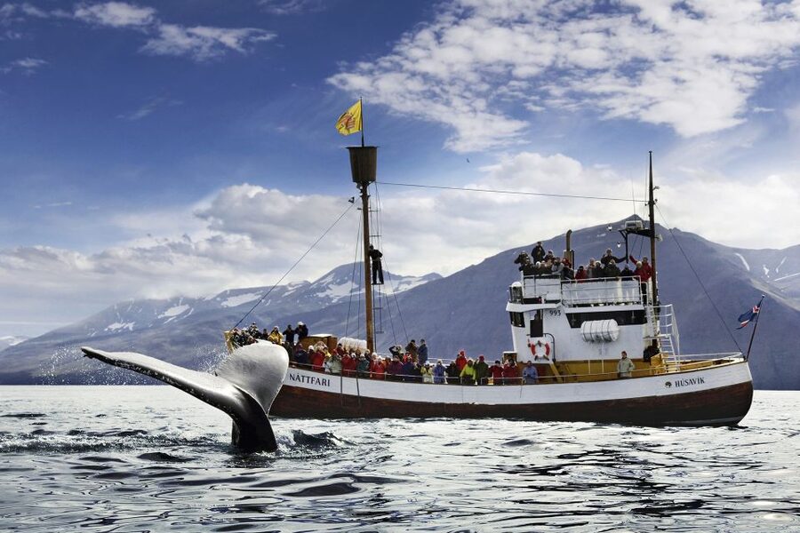 Húsavík: Whale-Watching Cruise and Puffins Guided Tour - Setting out from Húsavík on an oak boat