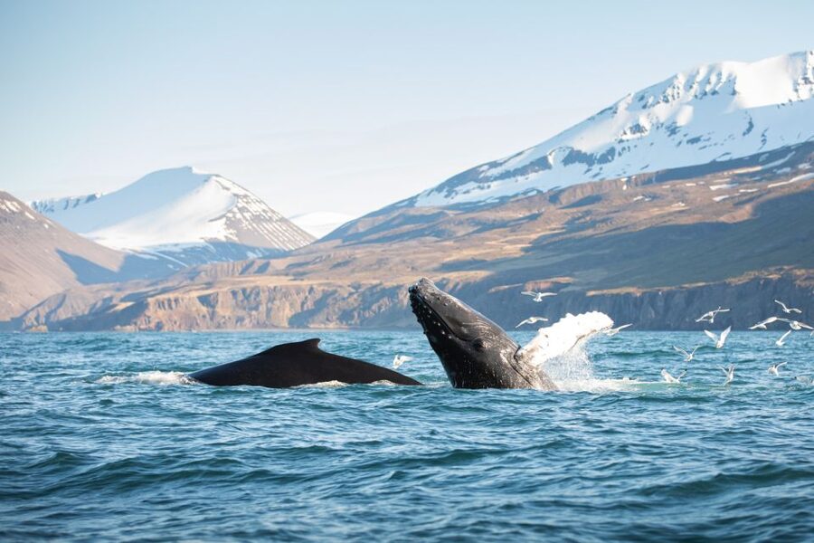 Húsavík: Whale-Watching Cruise and Puffins Guided Tour - Watching humpbacks, minkes, dolphins, and blue whales