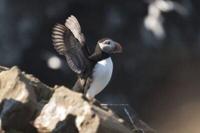 Whale-Watching Cruise and Puffins Guided Tour