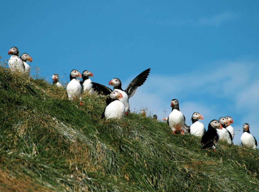 Húsavík: Whale-Watching Cruise and Puffins Guided Tour - Warm overalls, rough seas, and the return to Húsavík