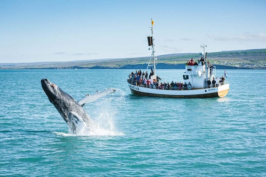 Húsavík: Whale-Watching Cruise and Puffins Guided Tour - How the $135 price measures up
