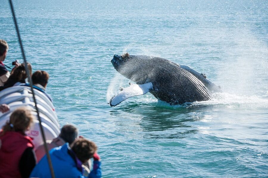 Húsavík: Whale-Watching Cruise and Puffins Guided Tour - Who will enjoy this Húsavík whale tour?