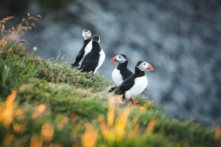 Húsavík: Whale-Watching Cruise and Puffins Guided Tour - Booking advice and flexible plans