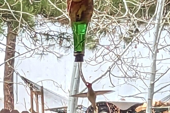 Hydro Dipped Hummingbird Feeder - Key points to know