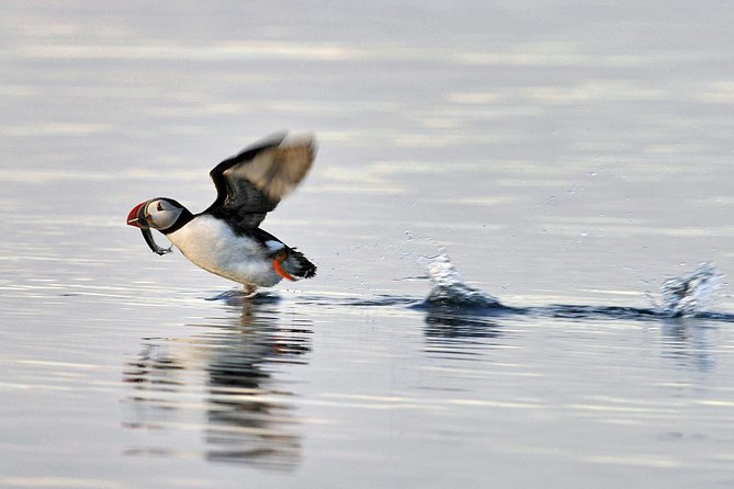 Iceland Super Saver: Puffin Cruise plus Whale-Watching Tour from Reykjavik - Two Reykjavik cruises in one outing