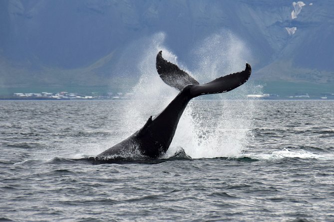 Iceland Super Saver: Puffin Cruise plus Whale-Watching Tour from Reykjavik - Cold weather and rough water