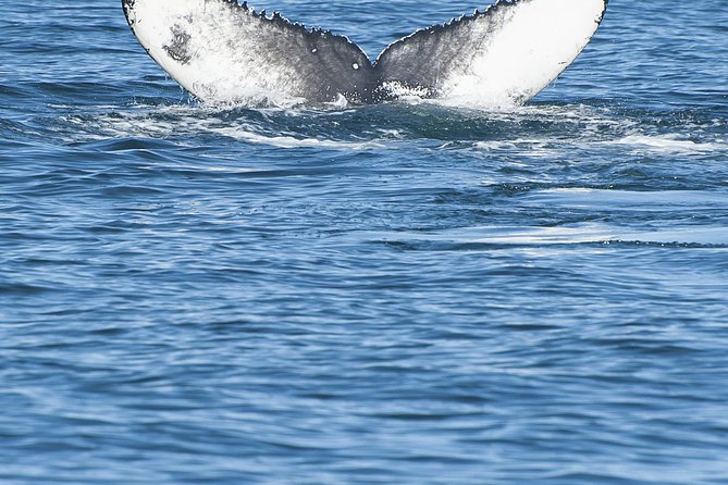 Iceland Super Saver: Puffin Cruise plus Whale-Watching Tour from Reykjavik - How the two guides and boats compare