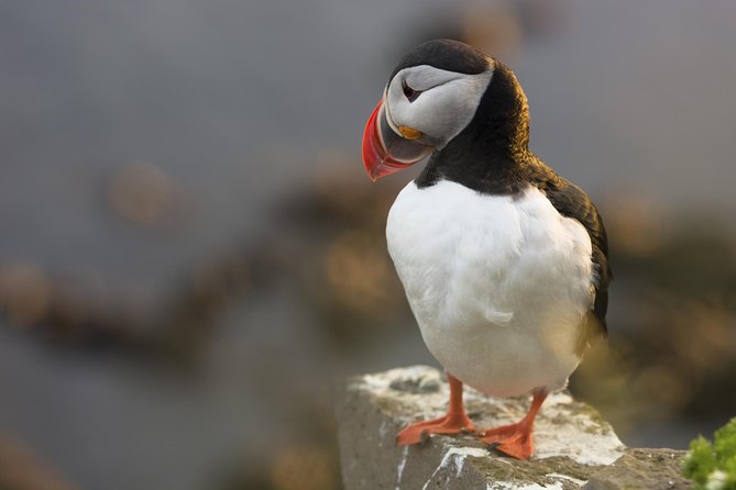 Iceland Super Saver: Puffin Cruise plus Whale-Watching Tour from Reykjavik - Photography, binoculars, and realistic expectations