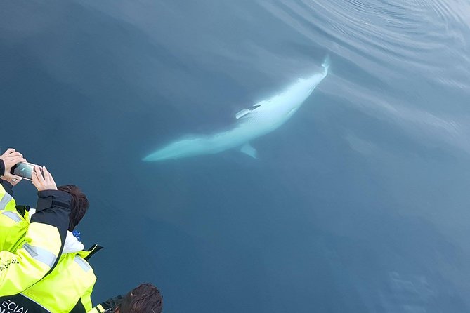 Iceland Super Saver: Puffin Cruise plus Whale-Watching Tour from Reykjavik - Is the $156.19 price good value?
