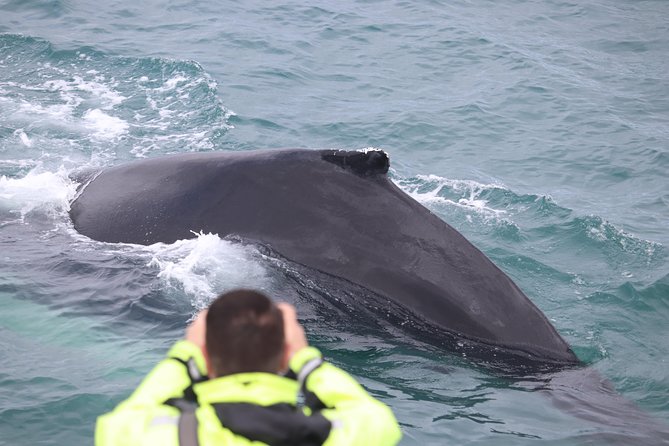 Iceland Super Saver: Puffin Cruise plus Whale-Watching Tour from Reykjavik - Who should book this combo?