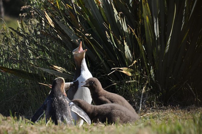 Iconic Wildlife Tour with Yellow Eyed Penguins & Royal Albatross - Why the Otago Peninsula makes this tour special