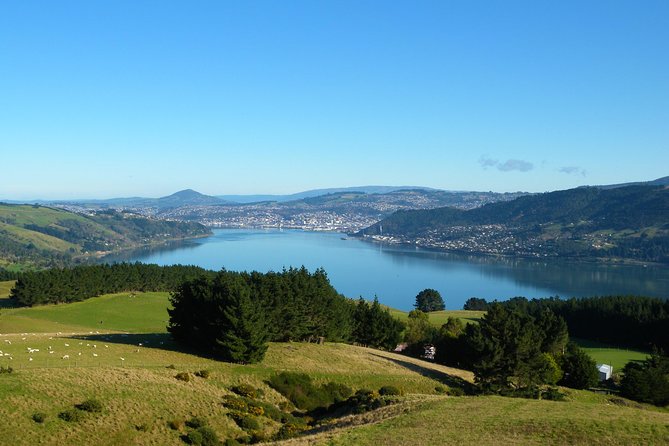 Iconic Wildlife Tour with Yellow Eyed Penguins & Royal Albatross - Baldwin Street and Dunedin Railway Station