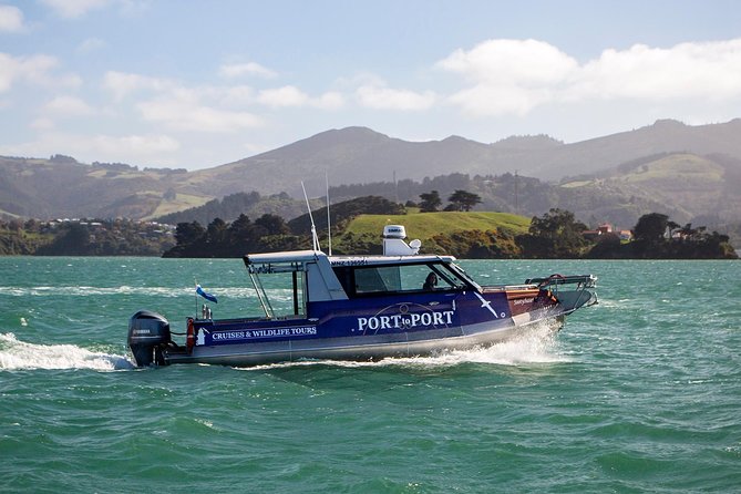Iconic Wildlife Tour with Yellow Eyed Penguins & Royal Albatross - Who will enjoy this day most?