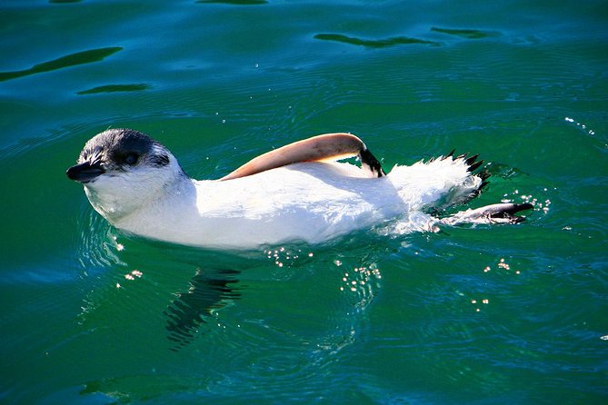 Iconic Wildlife Tour with Yellow Eyed Penguins & Royal Albatross - Royal Albatross Centre: free entry, optional paid tour