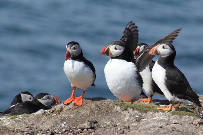 Inner Farne National Trust Bird Sanctuary - 3 hr trip to the Farne Islands - Farne Islands highlights at a glance