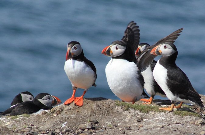 Inner Farne National Trust Bird Sanctuary - 3 hr trip to the Farne Islands - How much wildlife can you expect?