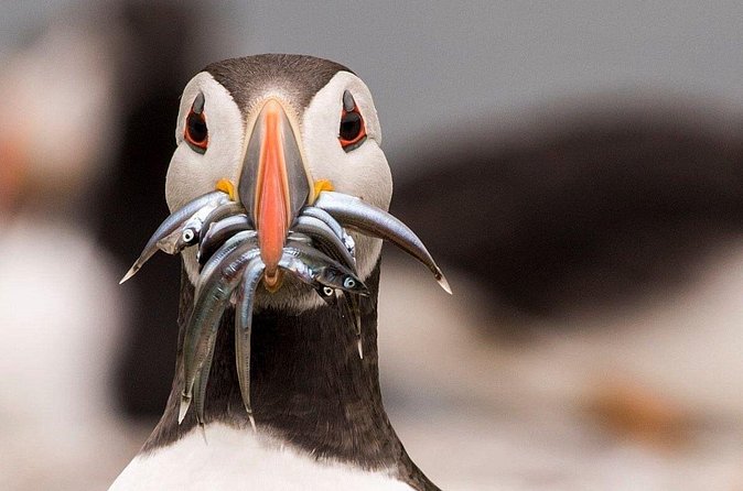 Inner Farne National Trust Bird Sanctuary - 3 hr trip to the Farne Islands - George’s commentary and the group size