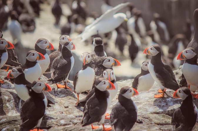 Inner Farne National Trust Bird Sanctuary - 3 hr trip to the Farne Islands - Price, extra fees, and overall value