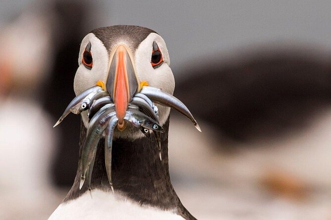Inner Farne National Trust Bird Sanctuary - 3 hr trip to the Farne Islands - Who will enjoy this boat trip most?