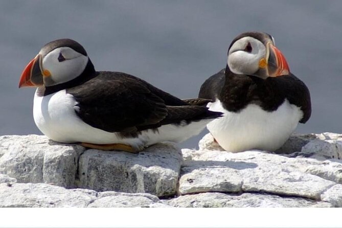 Inner Farne National Trust Bird Sanctuary - 3 hr trip to the Farne Islands - One hour among Inner Farne’s nesting birds