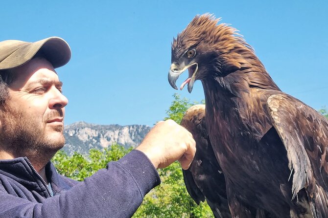 Interactive Educational Course on Birds of Prey - Meeting birds of prey near Civita