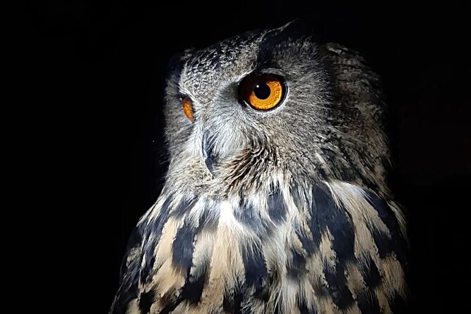 Interactive Educational Course on Birds of Prey - Roberto’s approach to falconry