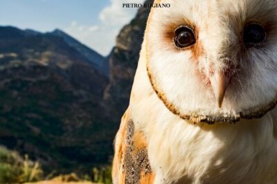 Interactive Educational Course on Birds of Prey