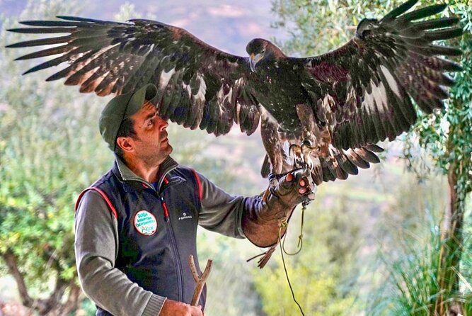 Interactive Educational Course on Birds of Prey - Who will enjoy this most