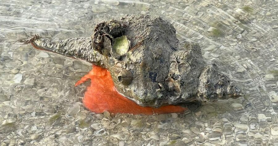 Island Paradise: Dolphin, Shelling, Birding Eco Boat Tour - Who Will Enjoy This Most