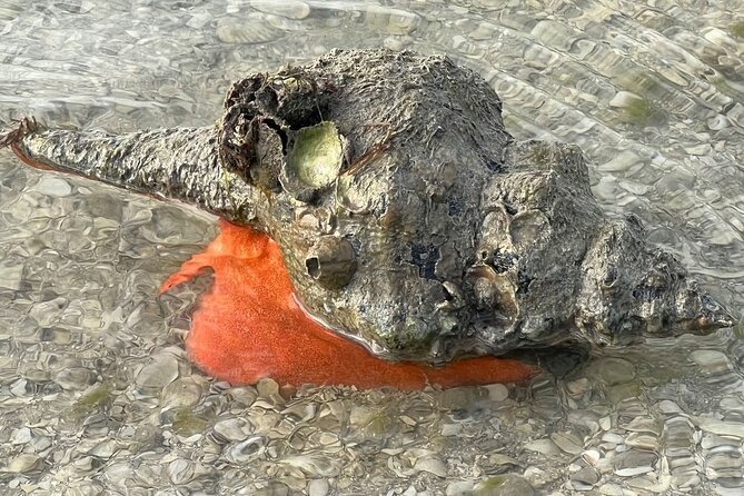 Island Paradise: Dolphin, Shelling, Birding Eco Boat Tour - Why the Private Format Matters at $99