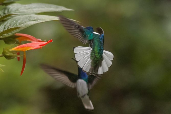 Jaco Birdwatching and Photography with Sergio - Key points before you book