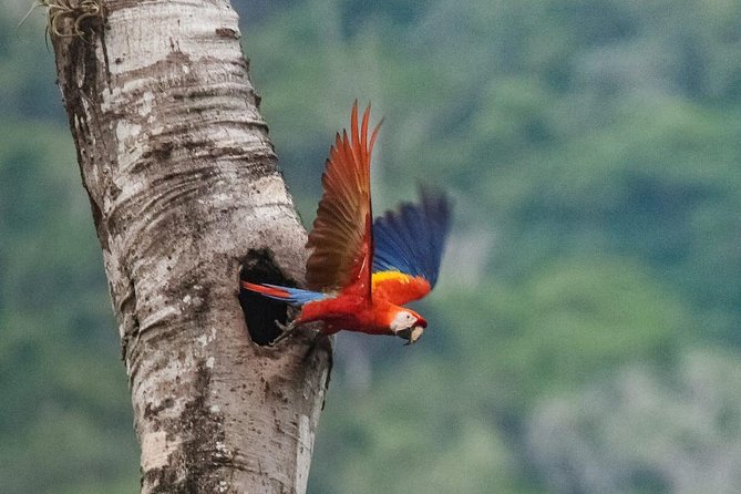 Jaco Birdwatching and Photography with Sergio - An early pickup and several different habitats