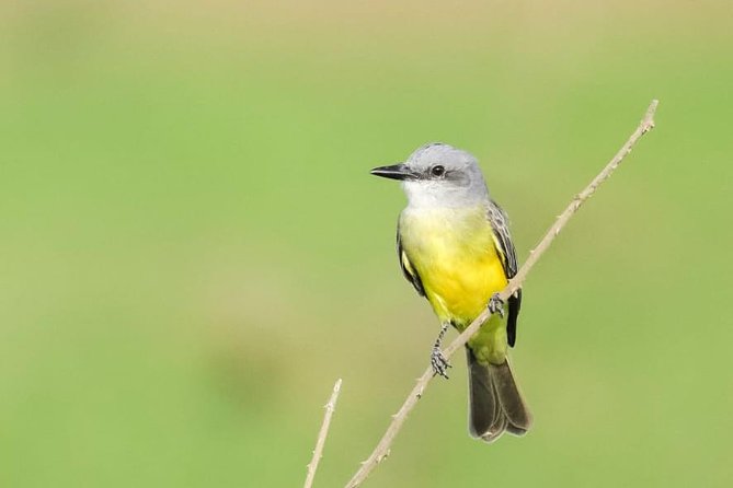 Jaco Birdwatching and Photography with Sergio - What the $101.54 price includes