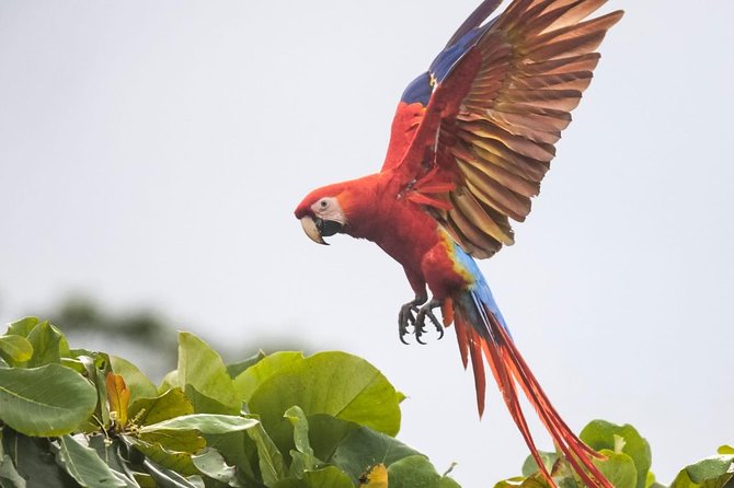 Jaco Birdwatching and Photography with Sergio - Carara National Park on easy trails